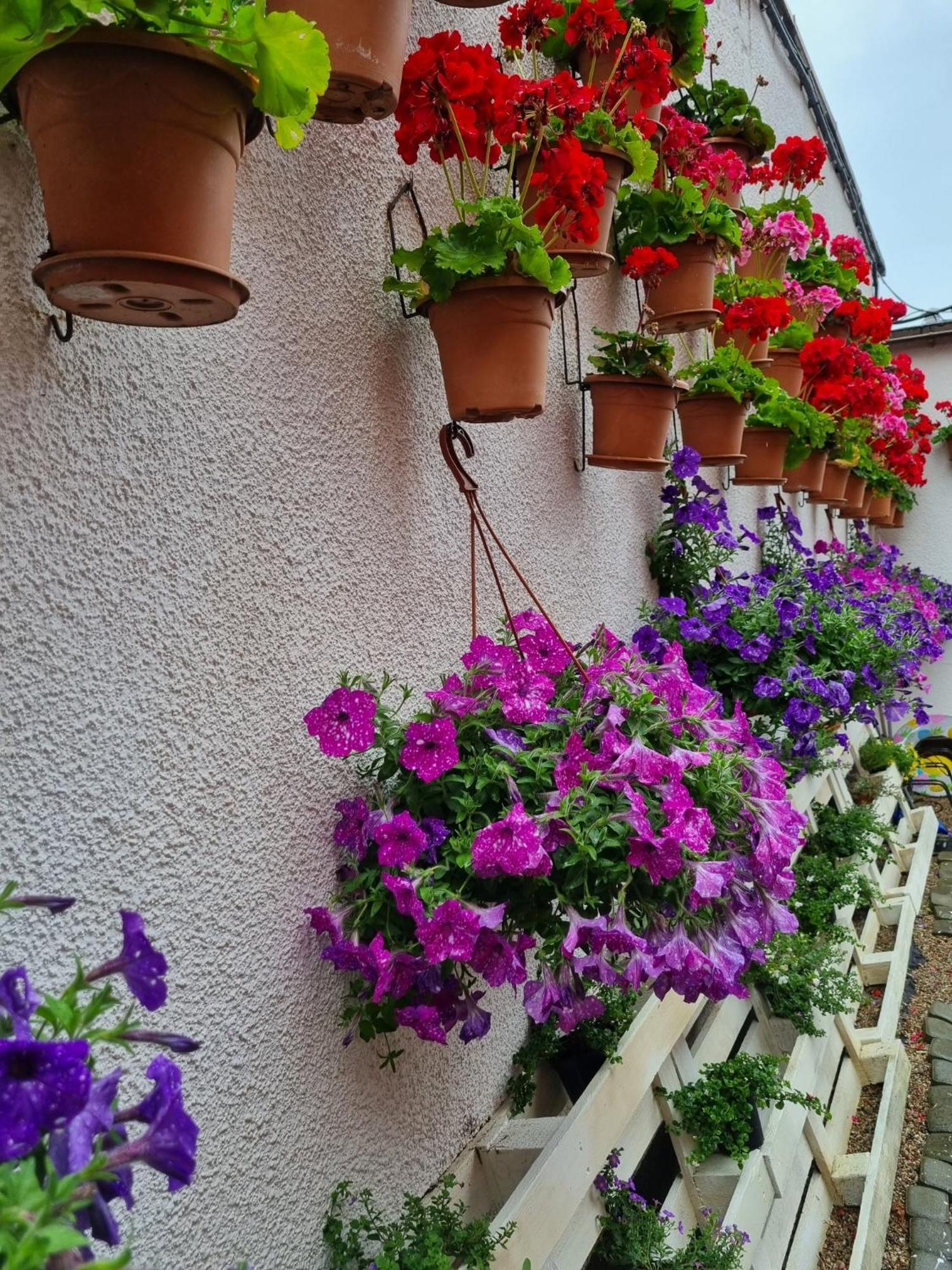 Goscinny Dom Kaola ريفال المظهر الخارجي الصورة